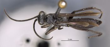 Media type: image;   Entomology 28149 Aspect: habitus dorsal view